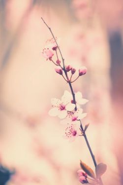 Kirschblüten2_250x375